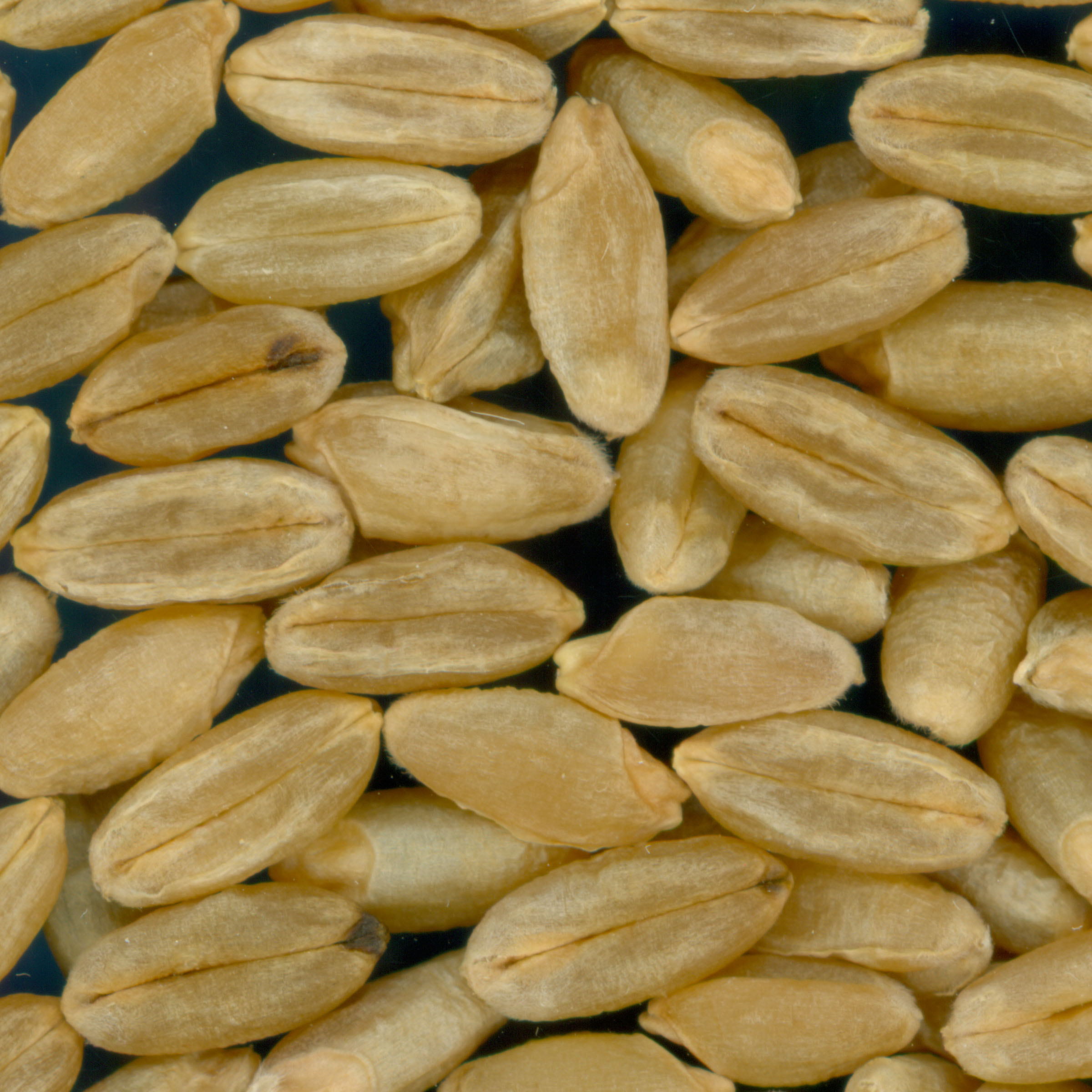 Click for 3 image(s) for this accession. KERNELS